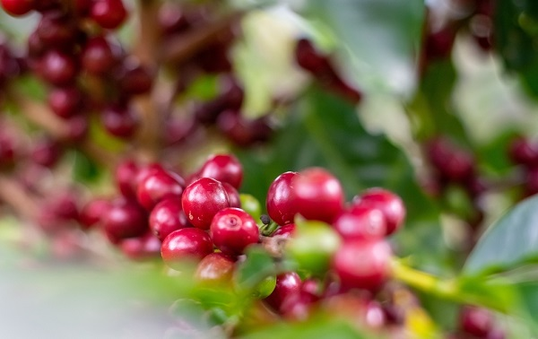 農(nóng)藥殘留檢測儀有哪些說明？蔬菜中農(nóng)藥殘留超標(biāo)的原因