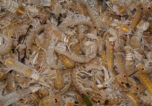 重金屬污染引發(fā)食品安全 規(guī)范檢測防治成重點(diǎn)