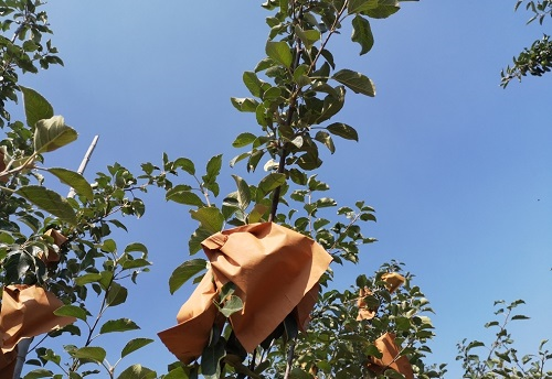 果蔬套袋對農(nóng)殘有影響嗎？用農(nóng)藥殘留速測儀一測便知